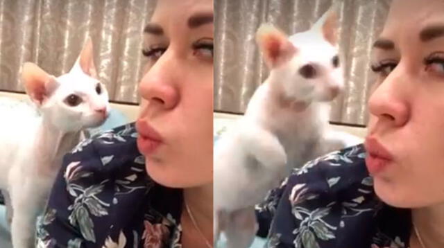 Gato se roba las miradas con inesperada reacción con su dueña 