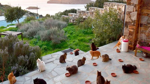 Para el trabajo se deben cuidar 55 gatos en la isla paradisíaca de Syros