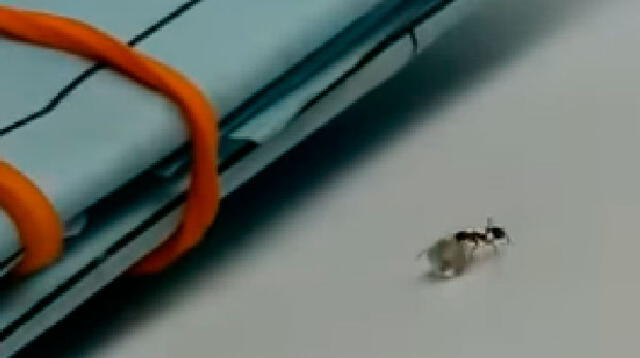Audaz hormiga es captada robando valioso diamante