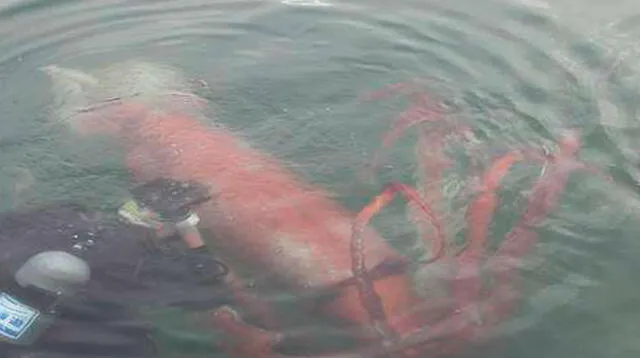 Calamar gigante de 4.2 metros fue encontrado en playa de Nueva Zelanda (foto: referencial)