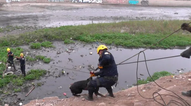 Rescate de can en el río Rímac