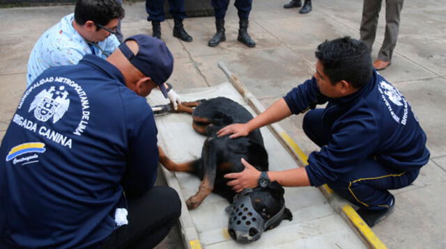 Rescate de can en el río Rímac