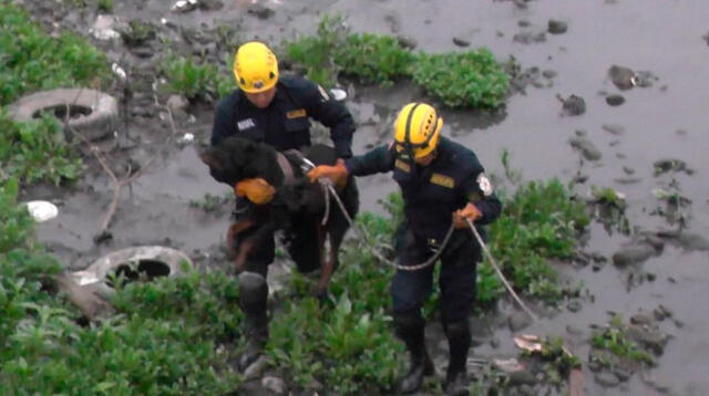 Rescate de can en el río Rímac