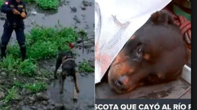 Perro fue rescatado de río Rímac