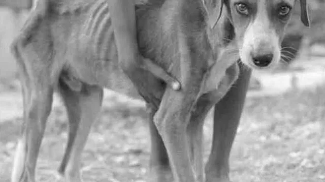 Niño pide ayuda para su perrito