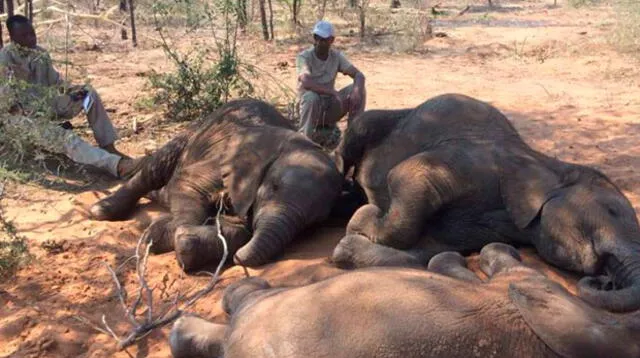 Al menos 100 elefantes fueron asesinados en Botswana