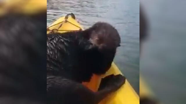 la mujer quedó sorprendida cuando en su camino apareció una nutria y se subió a su bote