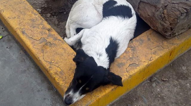 Piden ayuda para perrito callejero. 