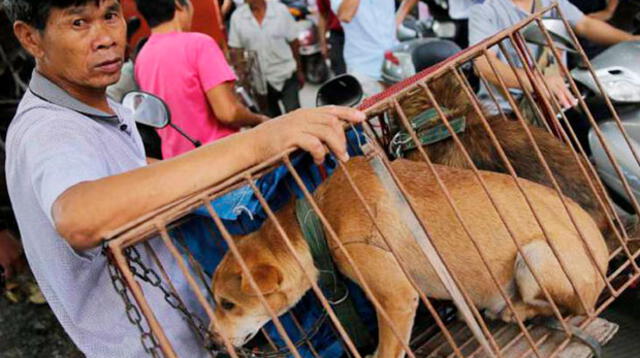 Perros y gatos transmitirían rabia a los humanos a través de su consumo