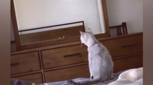 Video viral en YouTube muestra la reacción del felino al descubrir su identidad