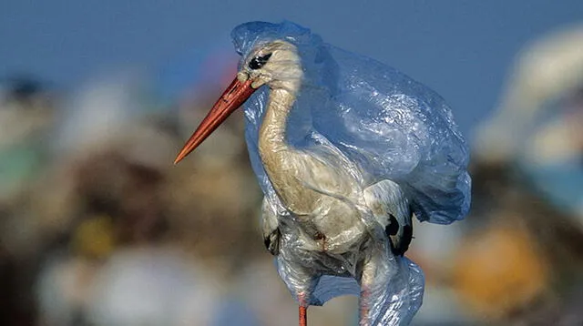 Miles de animales marinos mueren al año debido al plástico