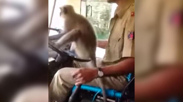 Video viral en YouTube muestra cómo el mono toma el volante mientras pasajero graba todo el inusual momento