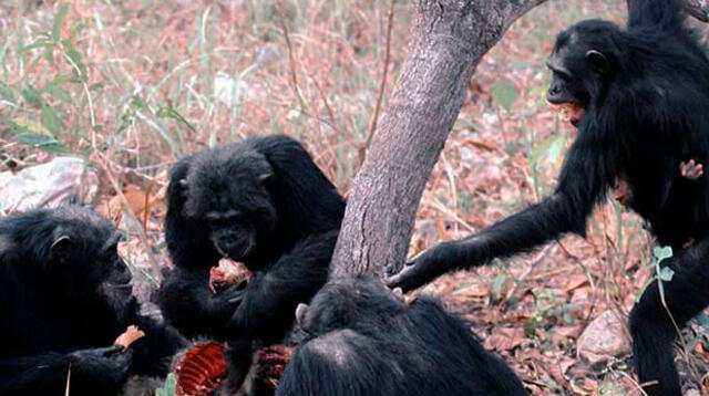 Investigación determina que los chimpancés comparten su comida con primates cercanos