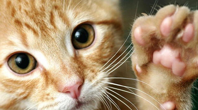Gato se vuelve viral en redes