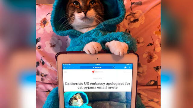 La original disculpa de Estados Unidos por enviar una foto de un gatito