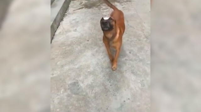  Video viral en Facebook muestra la destreza del perro gracias al adiestramiento de su amo