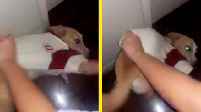 El perrito se llama Iker y su comportamiento al tener la camiseta puesta ha generado diversas reacciones en los hinchas del fútbol 