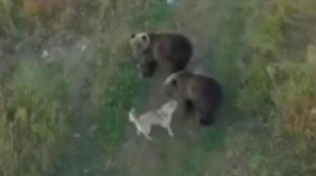 Tierno video entre un perro y un grupo de osos