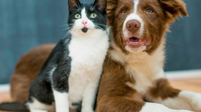 Los gatos y perros en adopción son entregados en estados óptimos de salud