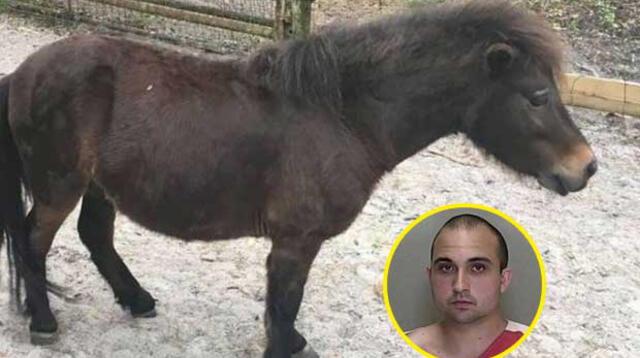 Hombre es detenido por haber tenido sexo con un pony