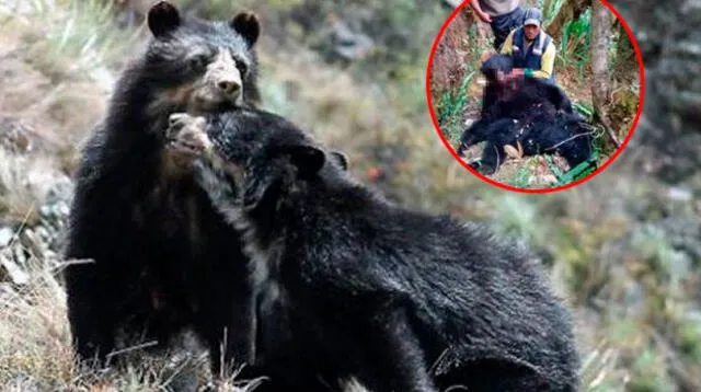La verdad tras la denuncia del asesinato de un oso andino   