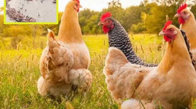 Tierna declaración de amor con gallinas genera alboroto en redes