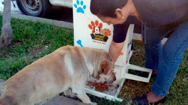 Implementan dispensadores de comida para perros 