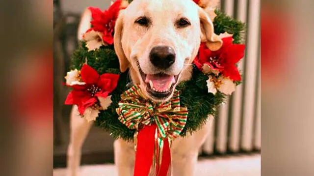 Navidad: ¿Cómo vestir a tu perro para esta fecha? | Foto: Pinterest