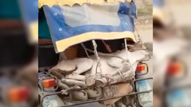 Captan a chofer llevando un burro en su mototaxi 