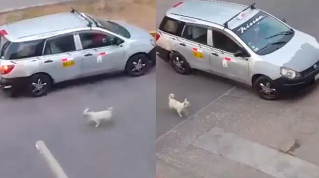 Abandonan a perrito en plena calle 