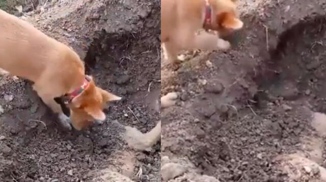 Perro conmueve al enterrar a su compañero 