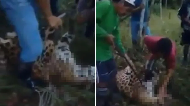 Pobladores argumentan que el otorongo se comía a sus animales