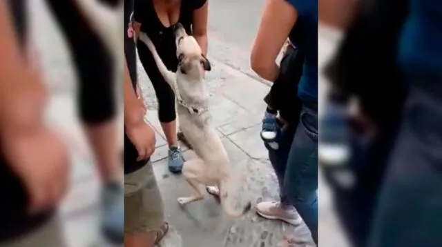 Video viral en Facebook muestra la reacción del animal que estuvo perdido por 10 días