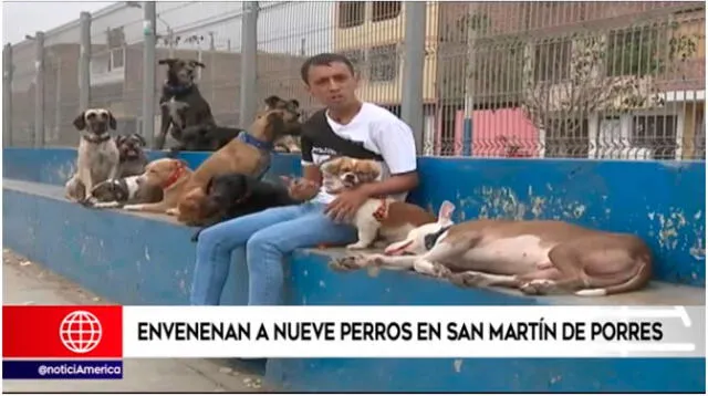 Mataron a los nueve canes del entrenador de perros en SMP