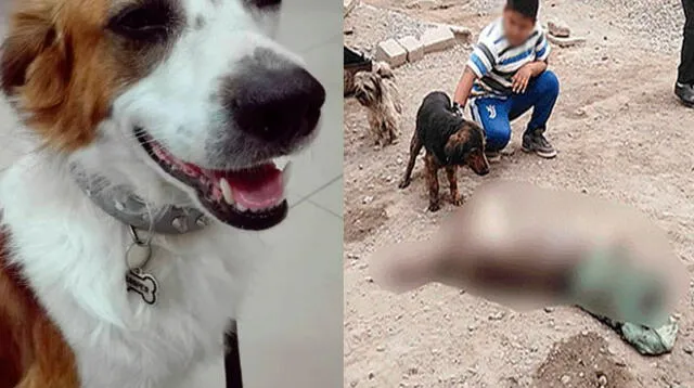 Hombre ebrio mató a perro a balazos en San Martín de Porres