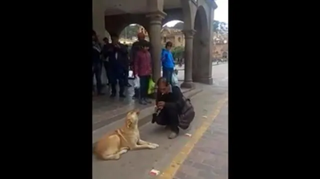 Perro acompaña a músico callejero y brindan 'show' en Cusco