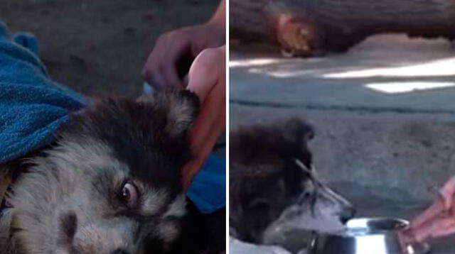 Chicos Badabun salvaron a perrito de las calles