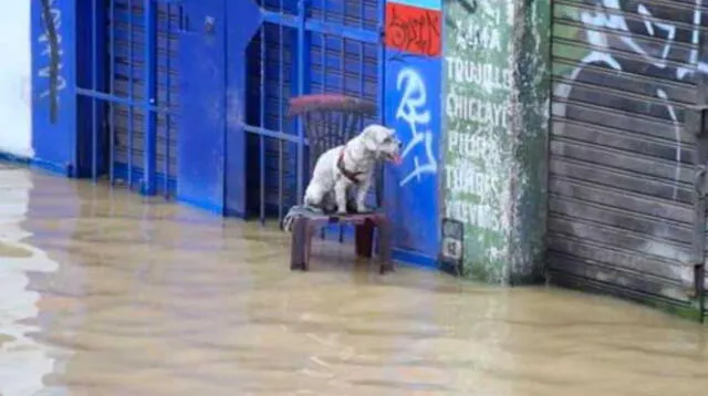 El gran aniego que se ha producido en SJL se manifestó este domingo