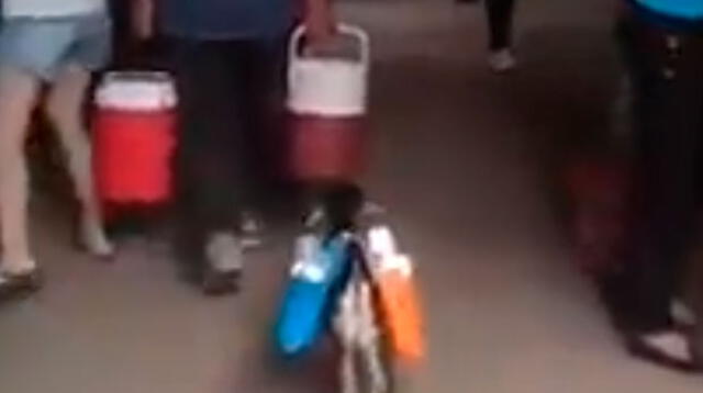 Video viral en Facebook muestra como el pequeño animal va cargando vasos de plástico 