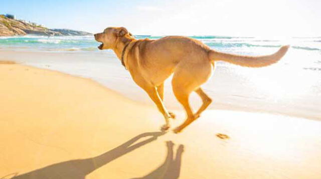 Disfruta este verano con tu mascota