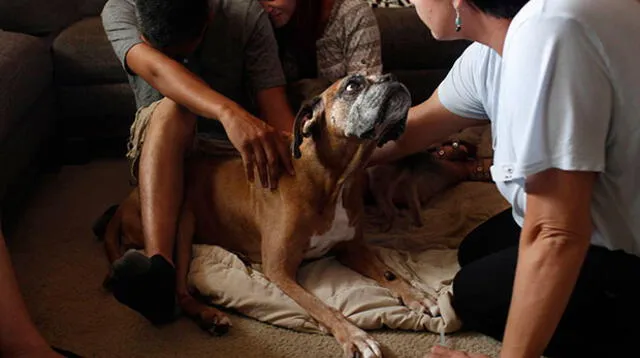 Vanessa Gangadyal consuela a su hijo, Ian, 8, mientras que su esposo Michael Gangadyal acaricia a su perro, Ally. (Foto: Ross Taylor)