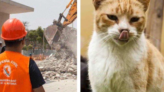 Plaza Manco Cápac, hogar de decenas de gatos callejeros fue demolida Plaza Manco Cápac, hogar de decenas de gatos callejeros fue demolida