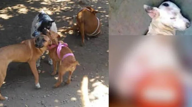 Volvieron a irrumpir Refugio Animal Entre Patas de Chepén Volvieron a irrumpir Refugio Animal Entre Patas de Chepén