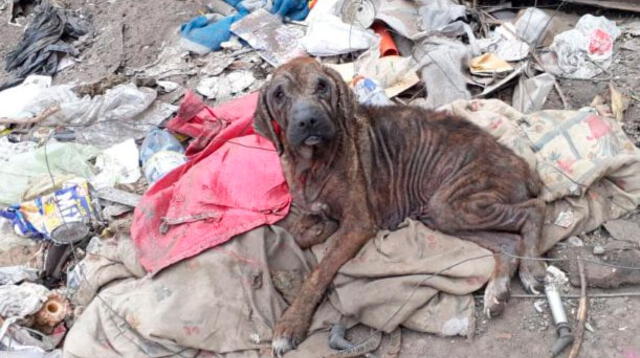 Perrita moribunda en Arequipa