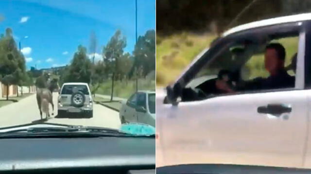 Caballo es atado en carro y usuario lo denuncia en redes