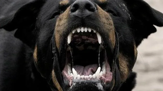 perro de raza rottweiler protagonizó un penoso hecho al morder brutalmente a una menor de 4 años