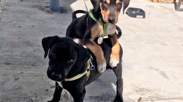 Perritos son los nuevos vigilantes de agencia de autos