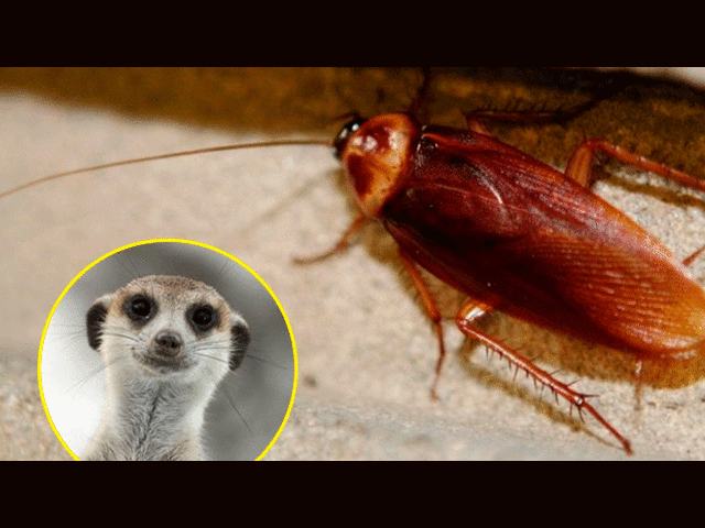 Zoológico ofrece nombrar a una cucaracha con el nombre de tu ex