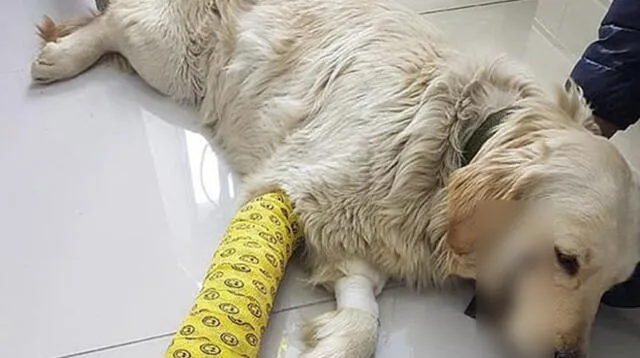 Cortó labios de su golden retriever para que parezca a personaje de Batman Cortó labios de su golden retriever para que parezca a personaje de Batman