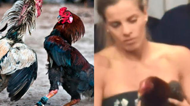 Alejandra Baigorria desata indignación por apostar en pelea de gallos